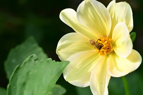 Крупный План Пчелы Сидящей Красивых Желтых Цветах Саду — стоковое фото