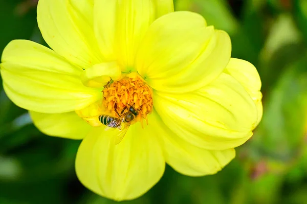 Nahaufnahme Der Biene Sitzt Auf Schönen Gelben Blumen Garten — Stockfoto