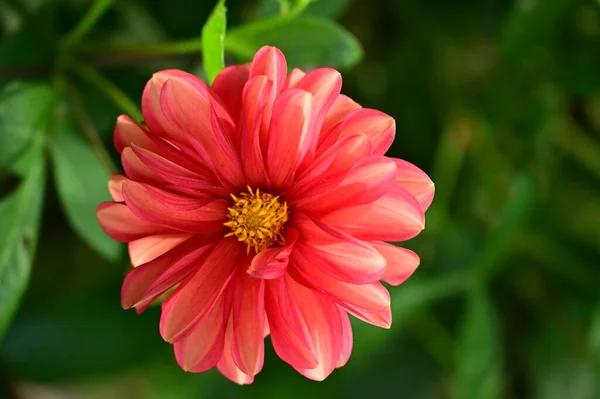 Vue Rapprochée Belles Fleurs Rouges Dans Jardin — Photo