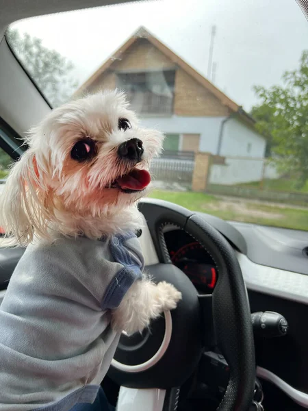 Yorkshire Épagneul Chien Dans Voiture — Photo