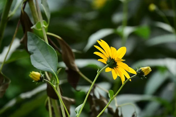 Vue Rapprochée Belles Fleurs Jaunes Dans Jardin — Photo