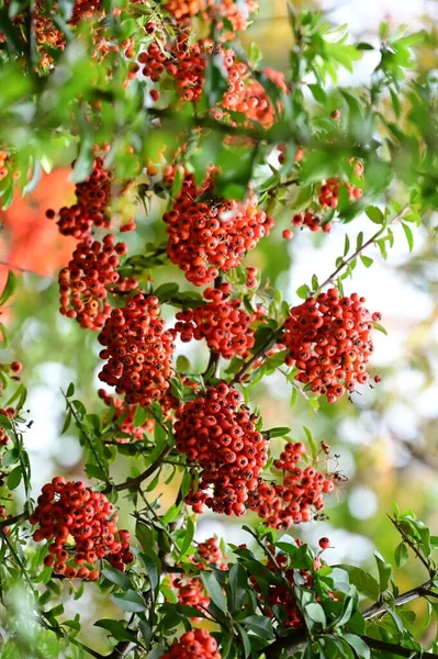 Höst Röda Bär Höst Säsong Flora Koncept — Stockfoto