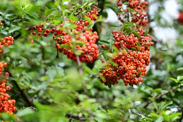 Höst Röda Bär Höst Säsong Flora Koncept — Stockfoto