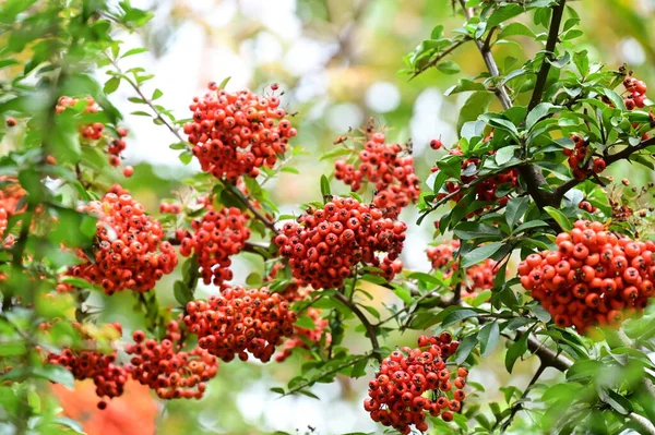 秋の赤い果実秋の季節植物の概念 — ストック写真