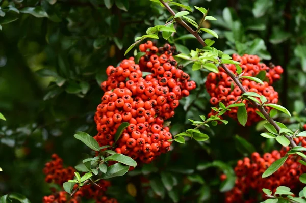 Herbst Rote Beeren Herbst Saison Flora Konzept — Stockfoto