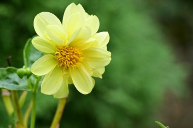 Bahçedeki güzel sarı çiçekleri kapat.