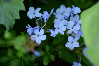 closeup view of beautiful blue flowers in the garden