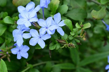 closeup view of beautiful blue flowers in the garden