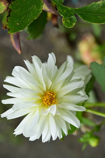 Nahaufnahme Von Schönen Weißen Und Gelben Blumen Garten — Stockfoto