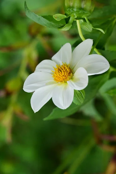 Close Zicht Mooie Witte Gele Bloemen Tuin — Stockfoto