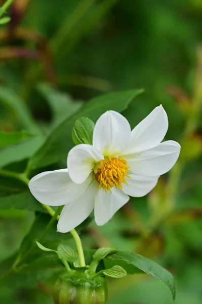 Close View Beautiful White Yellow Flowers Garden — Stock Photo, Image