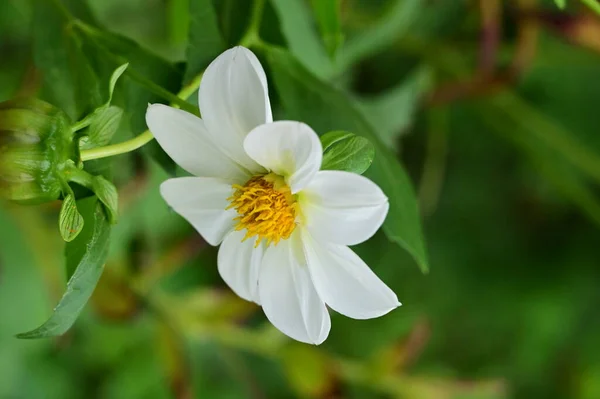 花园里美丽的白花和黄花的近景 — 图库照片