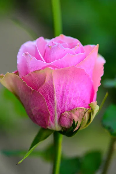 Närbild Bild Vacker Rosa Ros Trädgården — Stockfoto