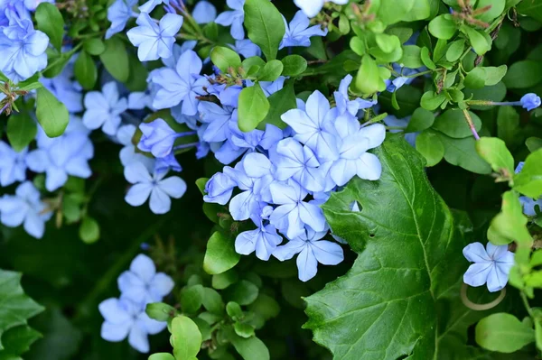 Closeup View Beautiful Blue Flowers Garden — Stock Photo, Image