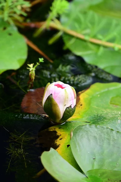 Schöne Rosa Lotusblume Auf Dem Teich Nahsicht — Stockfoto