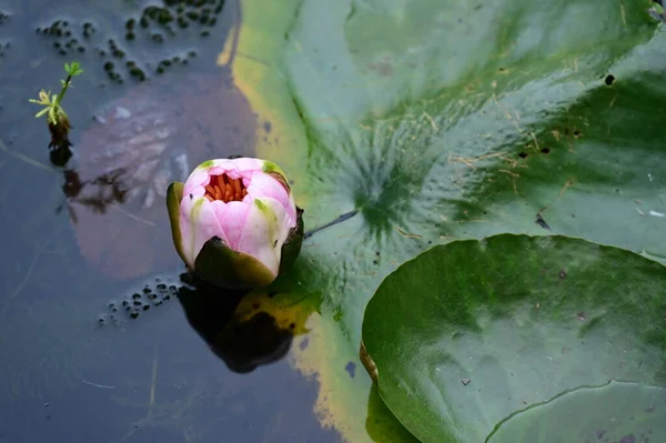 Belle Fleur Lotus Rose Sur Étang Vue Rapprochée — Photo