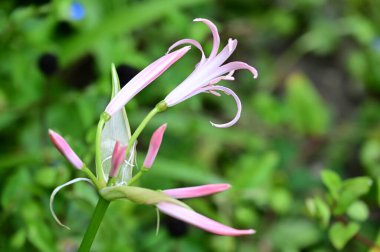 Bahçedeki güzel pembe çiçeklerin yakın görüntüsü