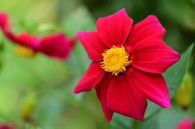 Bahçedeki güzel kırmızı çiçekleri kapat.