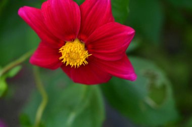 Bahçedeki güzel kırmızı çiçekleri kapat.