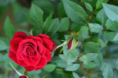 Bahçedeki güzel kırmızı gülü yakından çek.