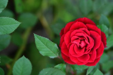 Bahçedeki güzel kırmızı gülü yakından çek.