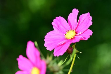 Bahçedeki güzel pembe çiçeklerin yakın görüntüsü