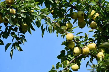 Parkta elmalı ağaç dalı