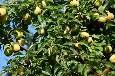 Parkta elmalı ağaç dalı