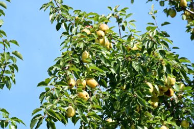 Parkta elmalı ağaç dalı