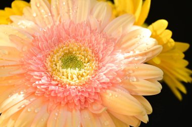 Koyu arkaplandaki güzel Gerbera çiçeklerinin yakın görüntüsü