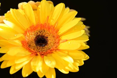 Koyu arkaplandaki güzel Gerbera çiçeğinin yakın görüntüsü