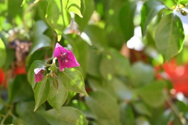 Bahçedeki güzel pembe çiçeklerin yakın görüntüsü