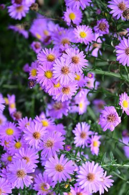 Bahçedeki güzel pembe çiçeklerin yakın görüntüsü
