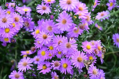 Bahçedeki güzel pembe çiçeklerin yakın görüntüsü