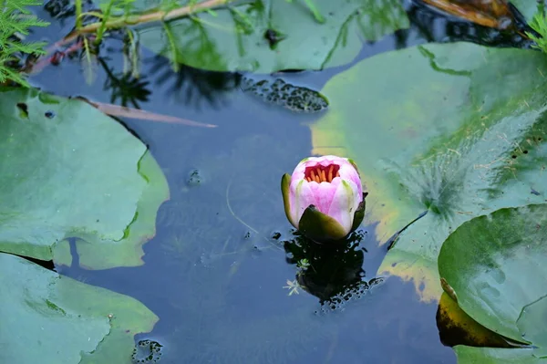 Schöne Rosa Lotusblume Auf Dem Teich Nahsicht — Stockfoto