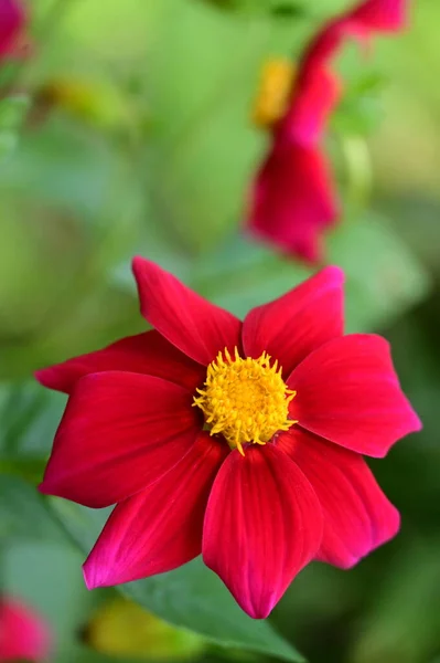 Vista Cerca Hermosas Flores Rojas Jardín —  Fotos de Stock