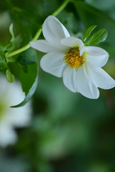 庭の美しい白と黄色の花を間近に見ることができます — ストック写真