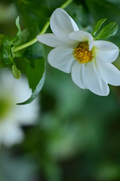 Bliska Widok Pięknych Białych Żółtych Kwiatów Ogrodzie — Zdjęcie stockowe