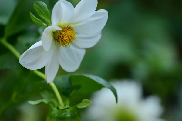Zblízka Pohled Krásné Bílé Žluté Květy Zahradě — Stock fotografie