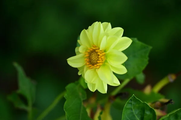 Mooie Gele Bloemen Close Uitzicht Zomerconcept — Stockfoto