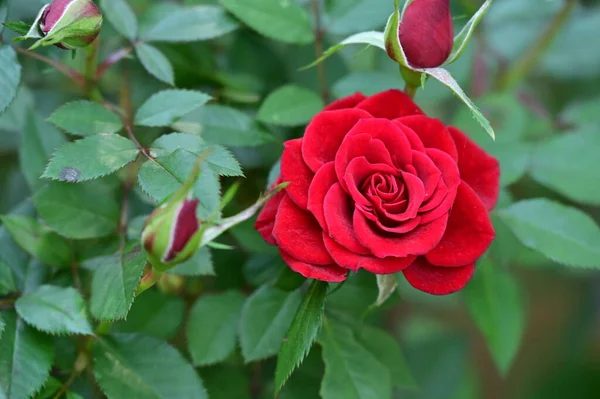 Zbliżenie Strzał Piękne Czerwone Róże Ogrodzie — Zdjęcie stockowe