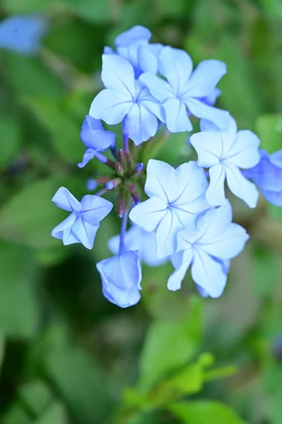 Closeup View Beautiful Blue Flowers Garden — Photo