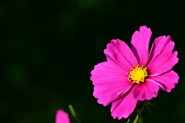 花园中美丽的粉红色花朵的近景 — 图库照片