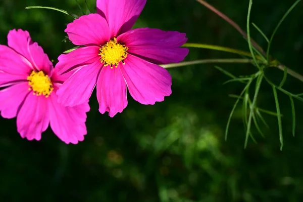 花园中美丽的粉红色花朵的近景 — 图库照片