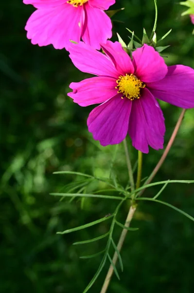 花园中美丽的粉红色花朵的近景 — 图库照片