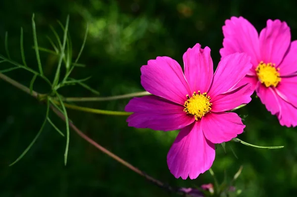 Close View Beautiful Pink Flowers Garden — Fotografia de Stock