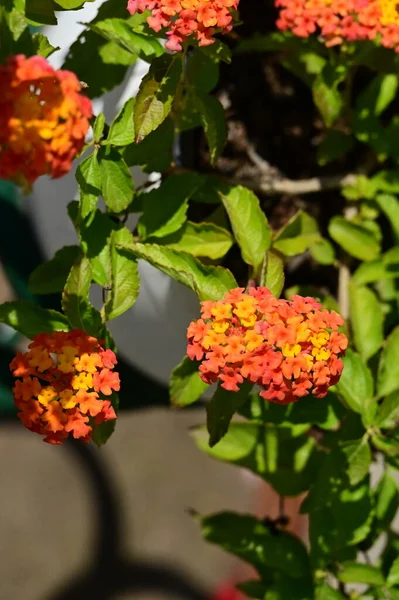Fiori Arancioni Gialli Che Crescono Giardino — Foto Stock