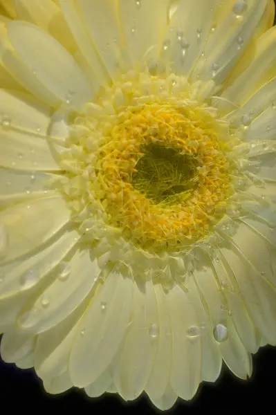 Крупным Планом Вид Красивого Цветка Герберы Темном Фоне — стоковое фото