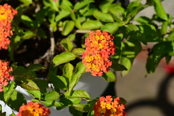 Flores Laranja Amarela Crescendo Jardim — Fotografia de Stock