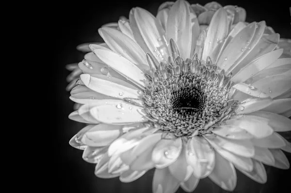 Svart Och Vit Monokrom Blomma Vacker Blomma Närbild — Stockfoto